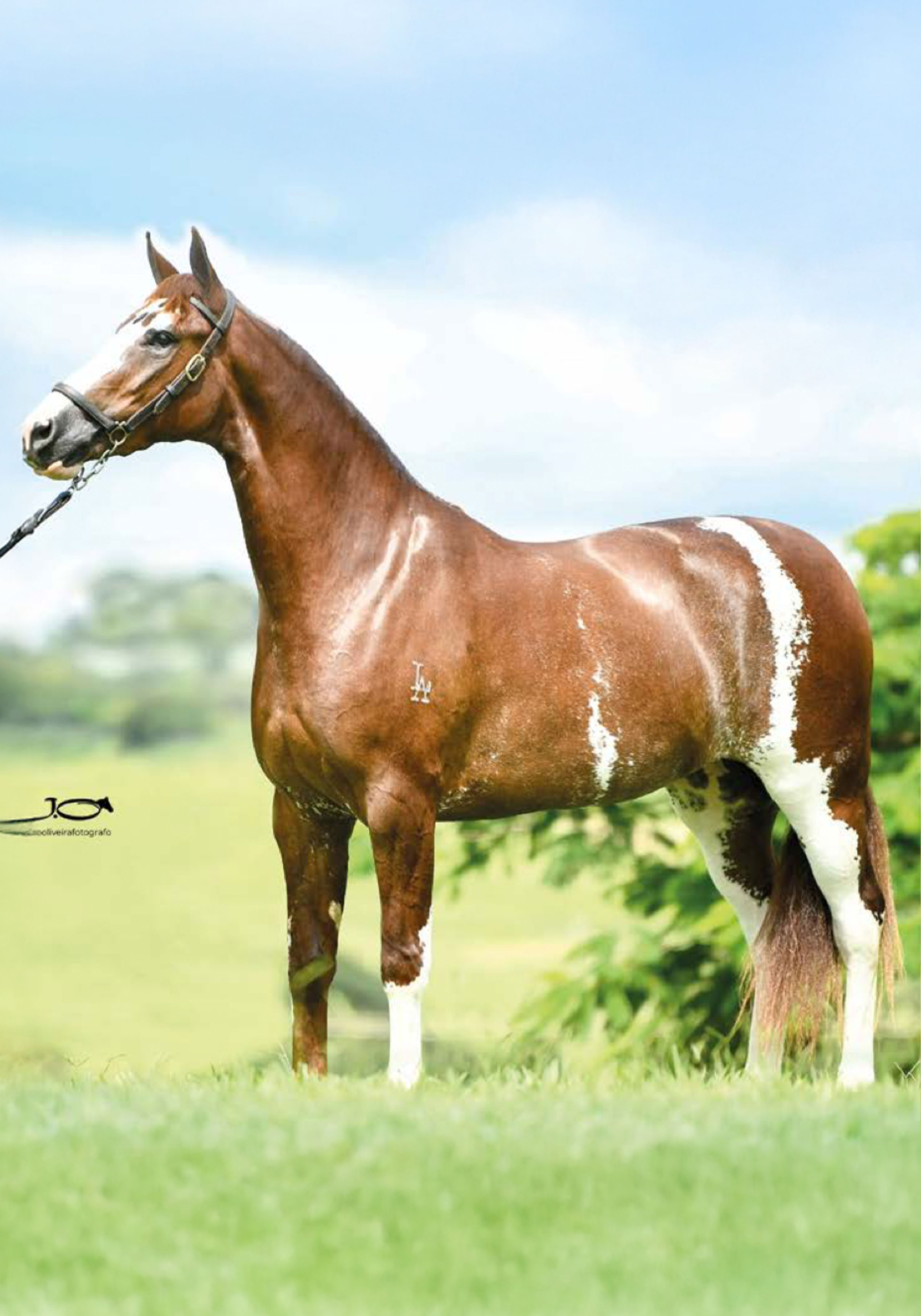 Aurora da Piratininga