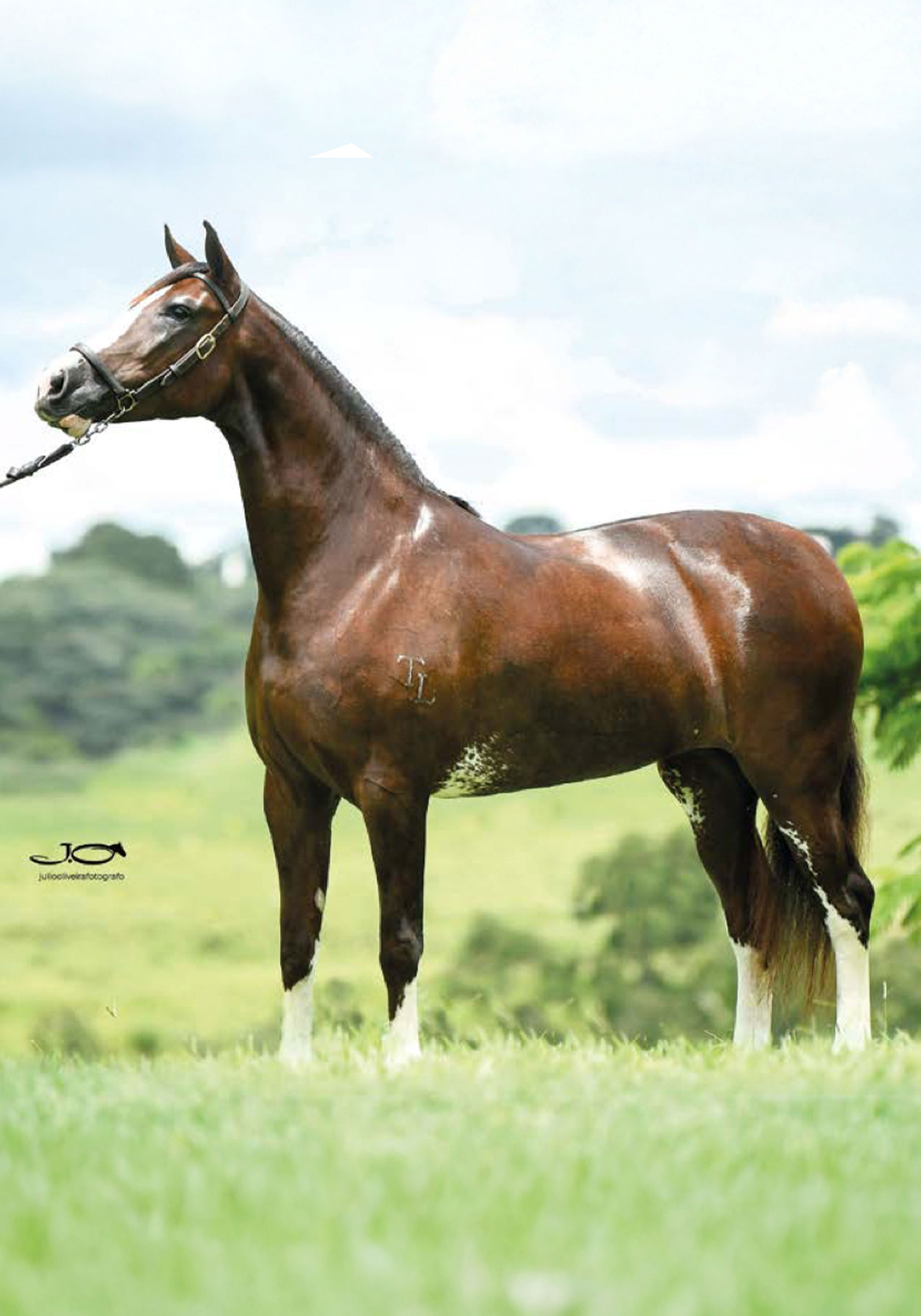 Evidência da Tarlim